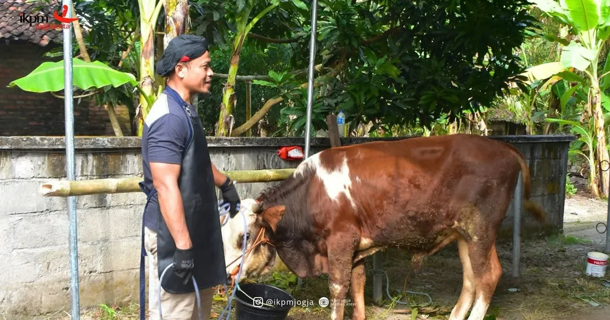 qurban-ikpm-jogja-2026-4.webp