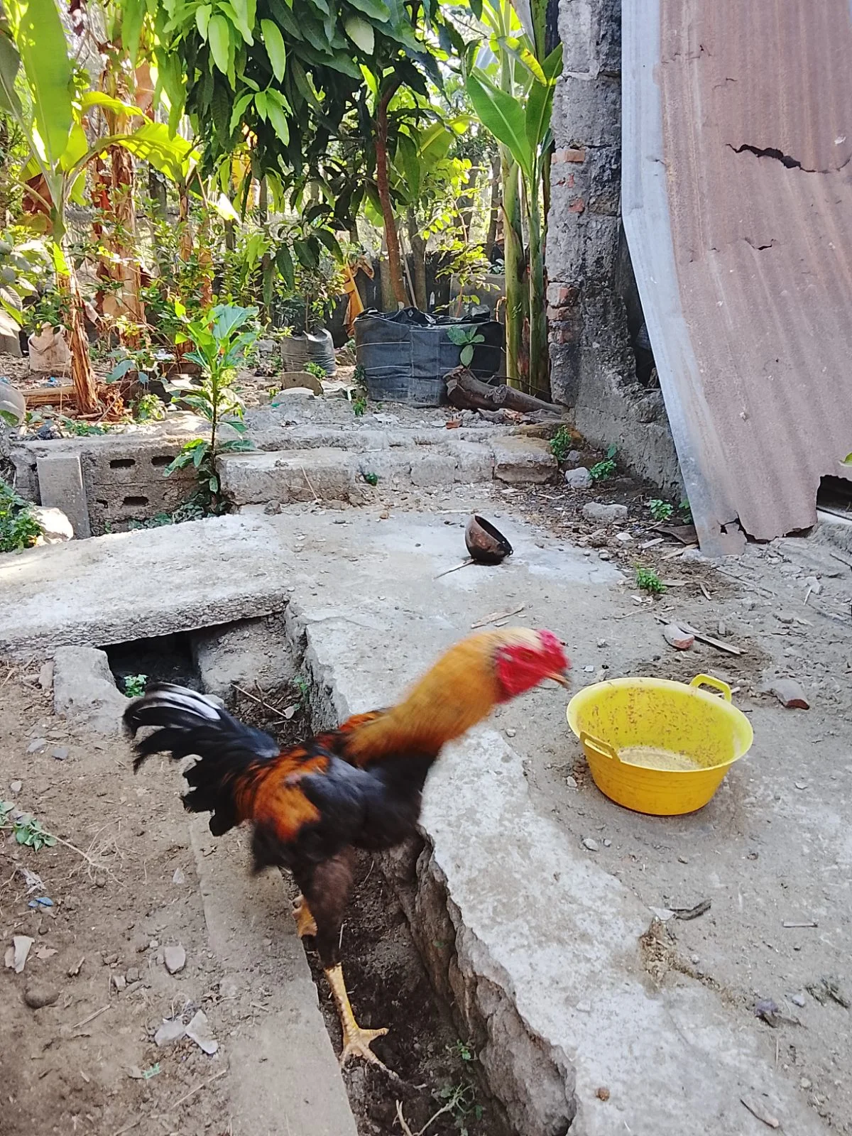 Peternakan ayam