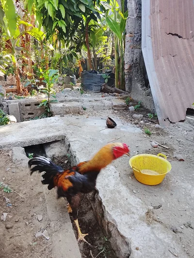 Peternakan ayam